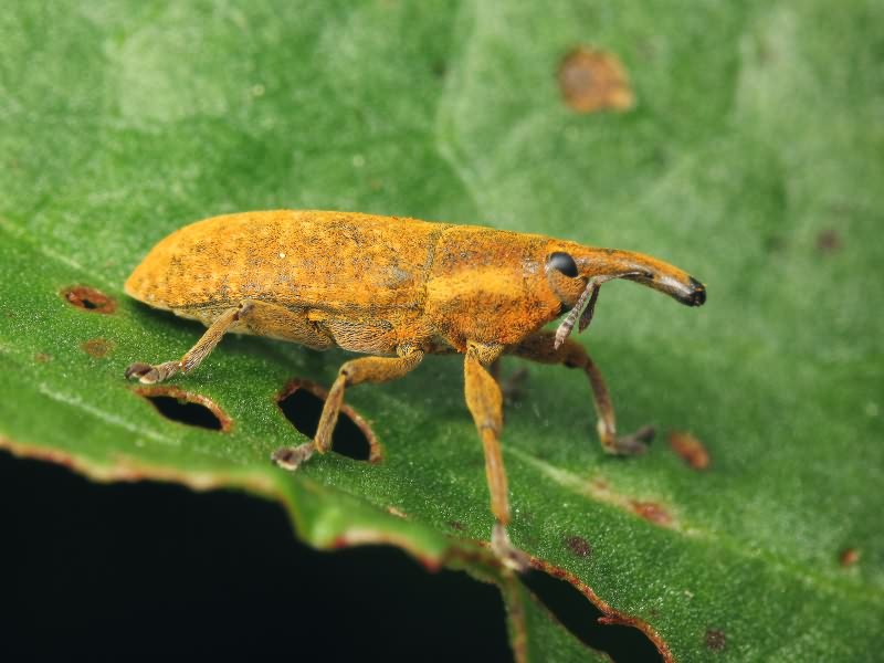 Lixus (Dilixellus) bardanae (Fabricius, 1787)